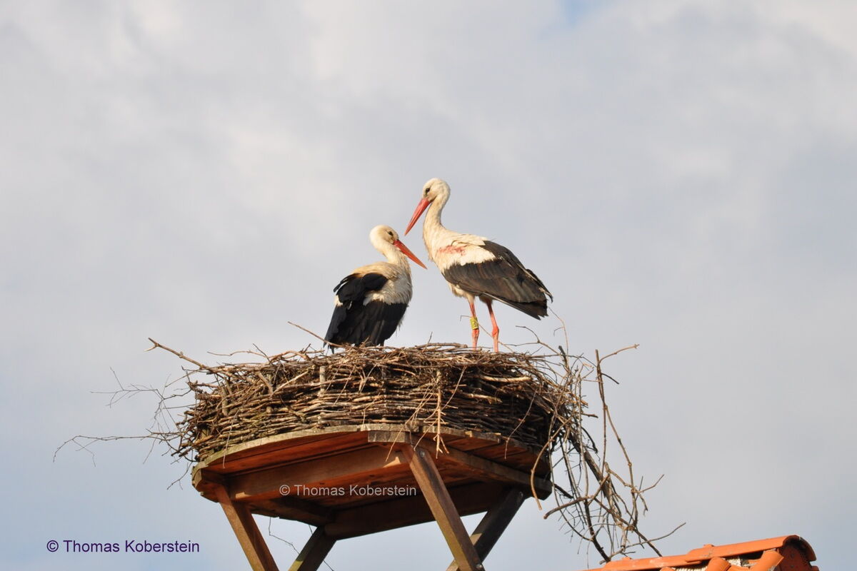 Seppl steht mit seiner Störchin auf dem Nest. auf der linken Flügeldecke von Seppl ist etwas Blut erkennbar