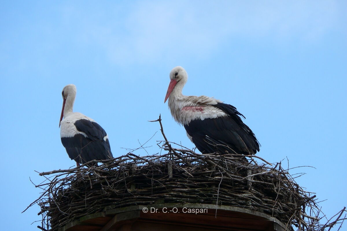 Blick von unten auf das Nest, die Störchin links schaut in die Ferne, Seppl rechts schaut zu iihr hin und hat einen leicht blutigen linken Flügel