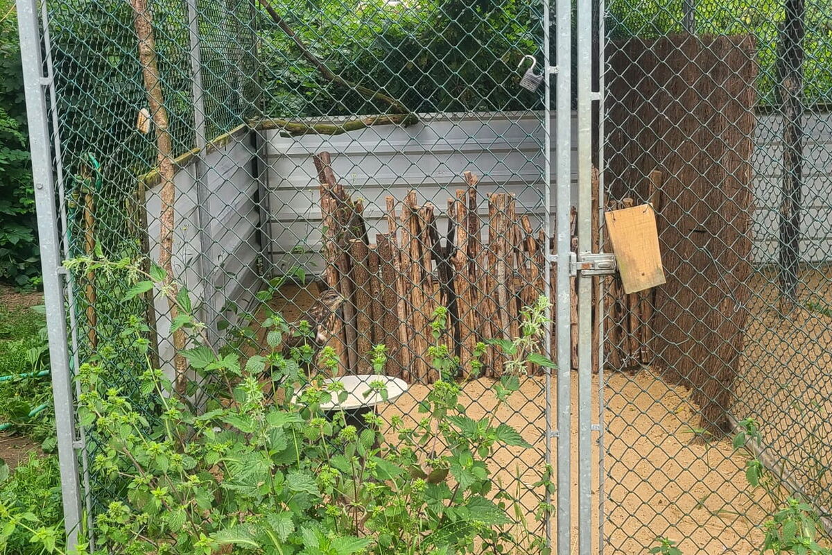 Die Voliere mit dem Sichtschutz. Der Bussard sitzt auf einem Ast an der Hinterseite der Voliere. Im Vordergrund am Zaun höher gewachsene Kräuter