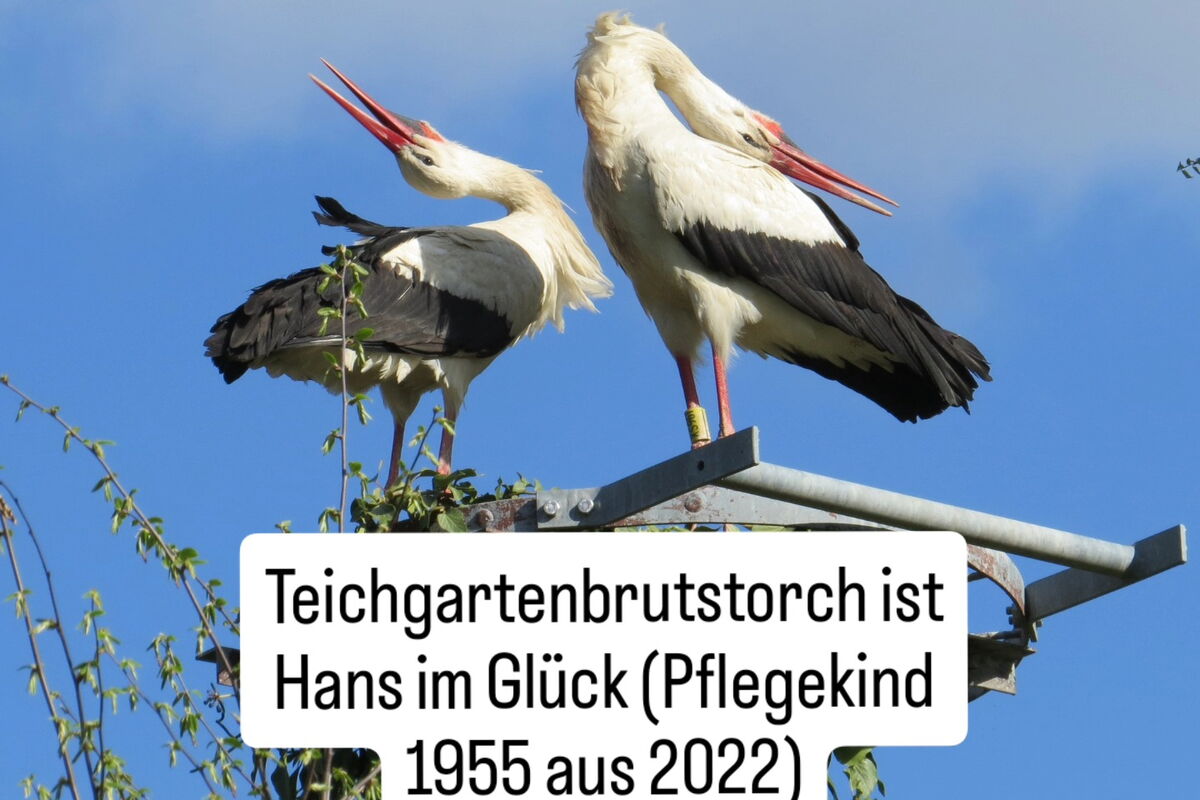 Blick von unten, zwei Störche klappern mit nach hinten geworfenem Kopf auf der Nisthilfe/dem Rad