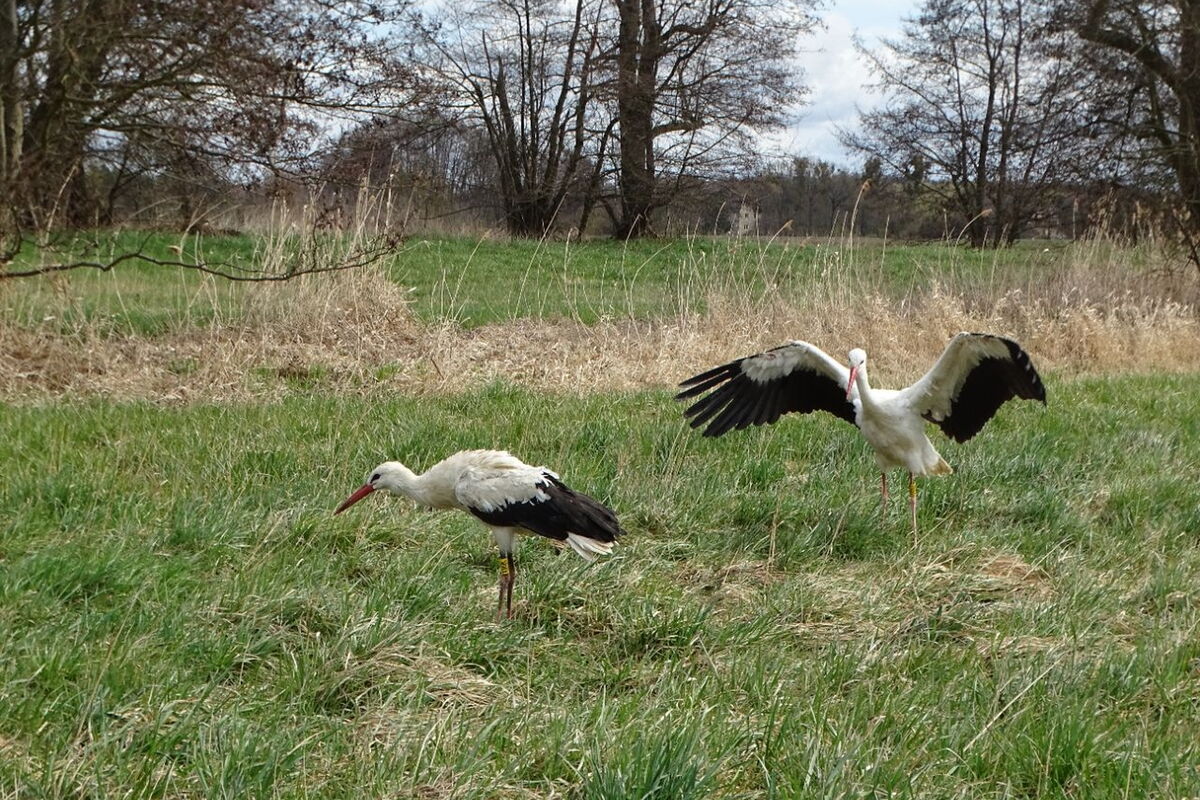 zwei Störche auf der Wiese , einer breitet die Flügel aus, der andere schüttelt sich