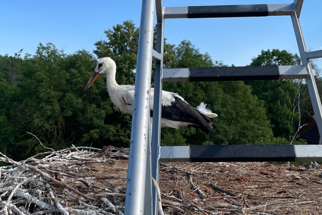 ein kleiner Storch sitzt auf dem Nest