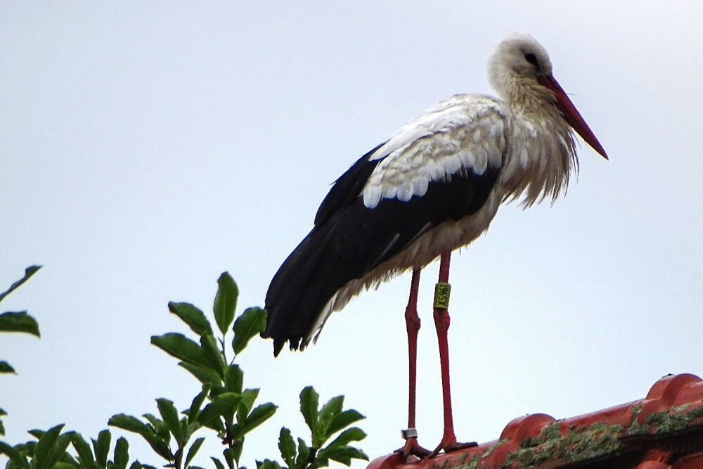 Ein Storch mit einem gelben Ring steht auf einem Dachfirst