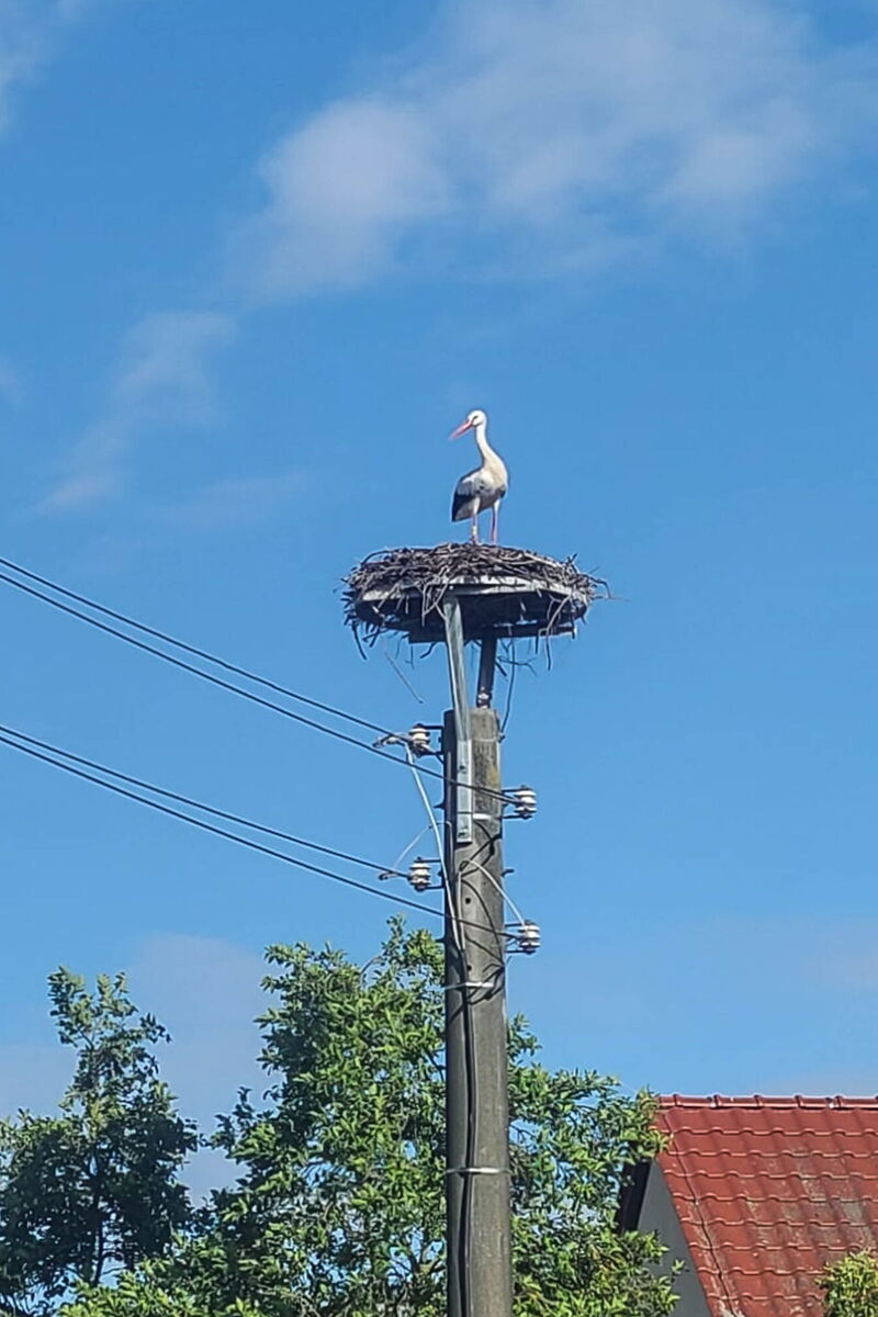 Storch Mika mit dem gelben Ring steht auf dem Nest auf einem Betonmast