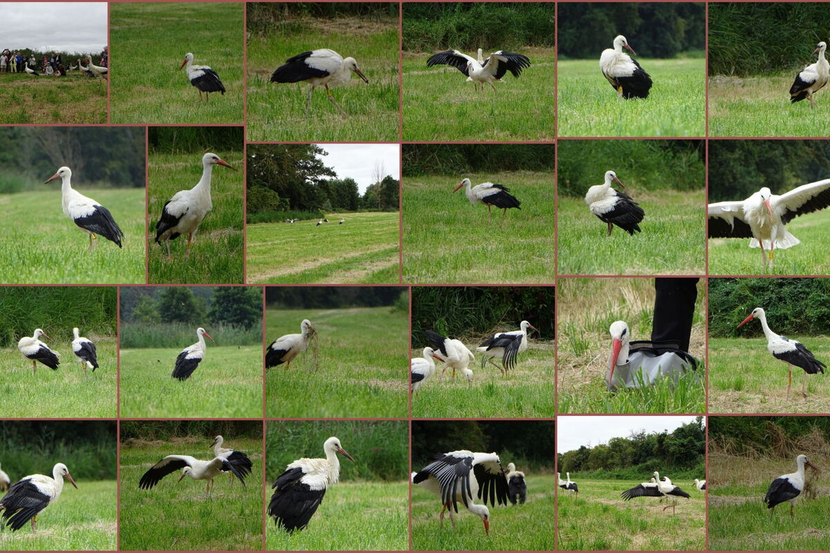 eine Collage aus 24 Fotos von der Auswilderung mit den ausgewilderten Störchen