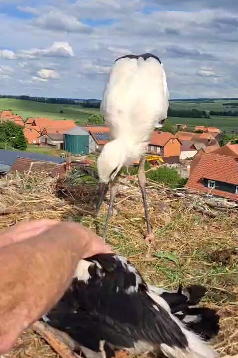 ein kleiner Storch steht auf einem Nest. Zwei Männerhände umfassen einen anderen Storch, sie haben ihn gerade in das Nest gelegt.