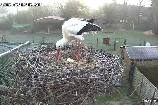 11.04.2026 Cam-Bild vom Volierenhorst mit Tim und den 2 Eiern