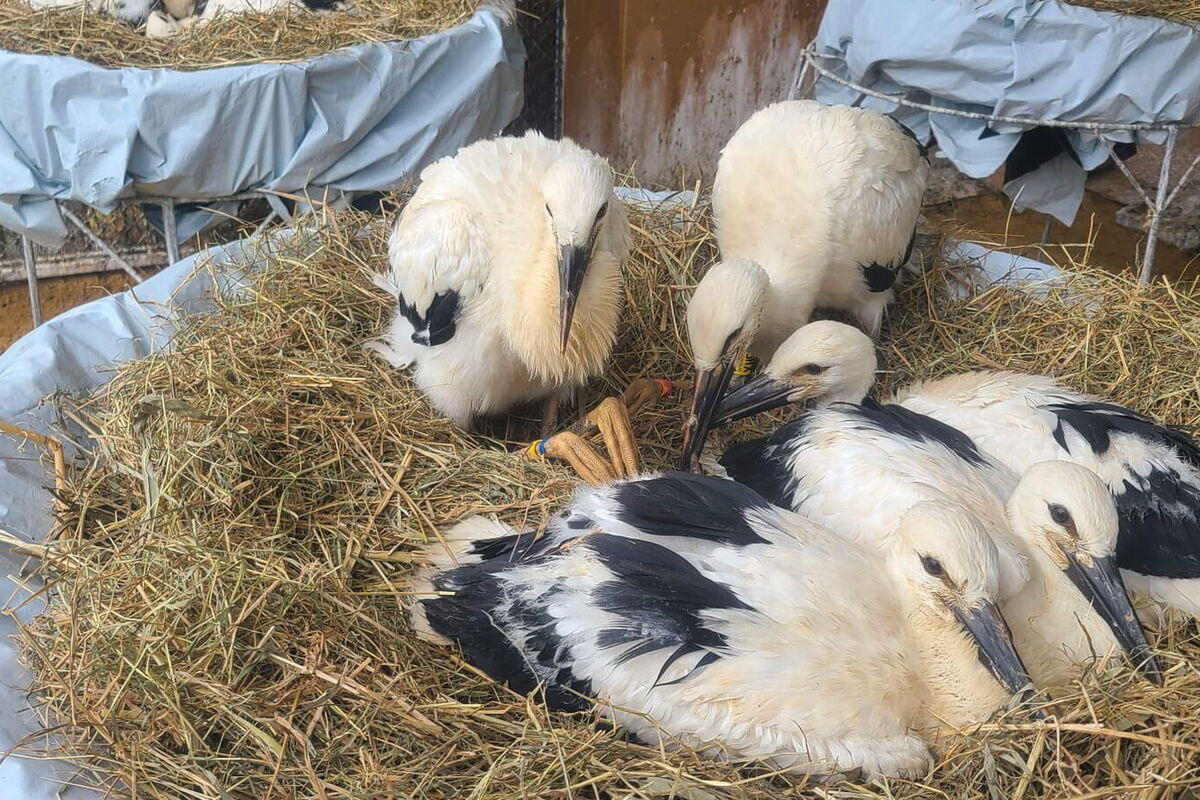 ein künstliches Nest mit 5 jungen Störchen, drei liegen, zwei hocken