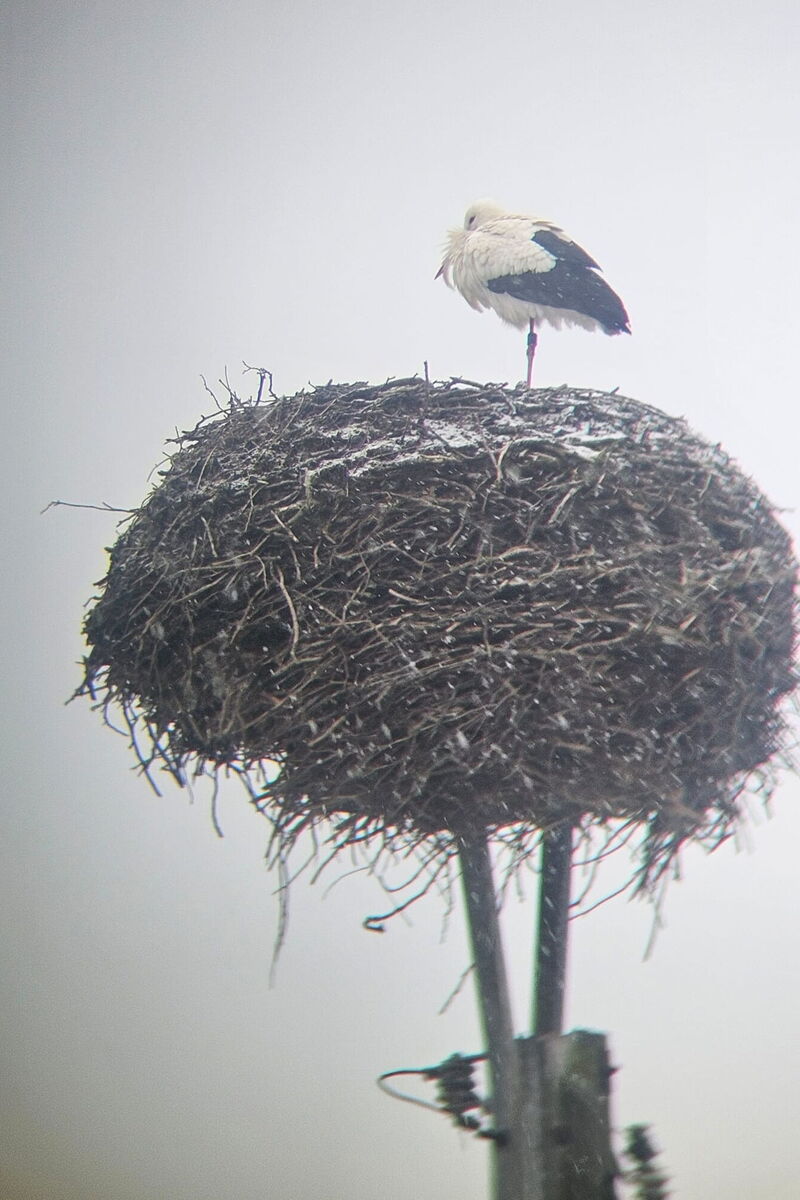 16.02.2026 Münchentor Anton - der Storch steht auf einem verschneiten Nest
