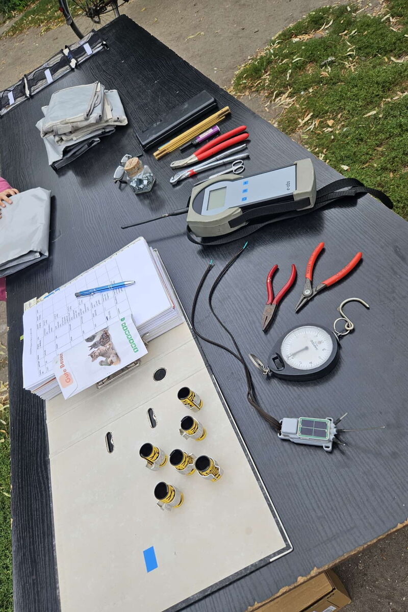 auf einem großen Tisch liegen die Utensilien für die Beringung: Waage, Zange, Ringe, Sender, Ordner mit vielen Seiten, Tücher