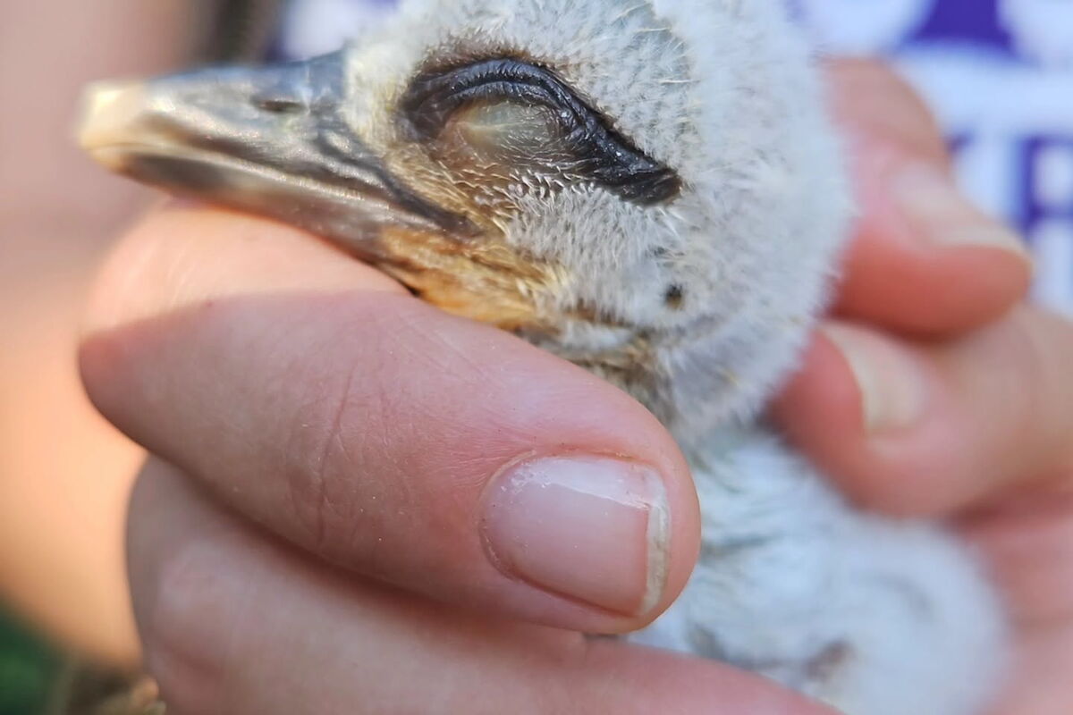 in einer Hand ist ein winziges Storchenküken zu sehen. Der Kopf ist so groß wie ein halber Finger
