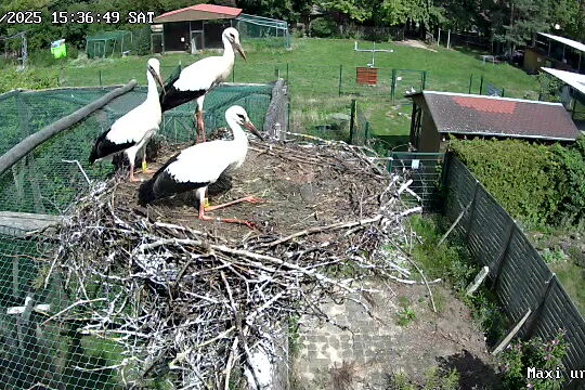 Der Screenshot zeigt das gleiche Nest von der Seite, die jungen Störche haben die gleiche Haltung wie auf dem Foto