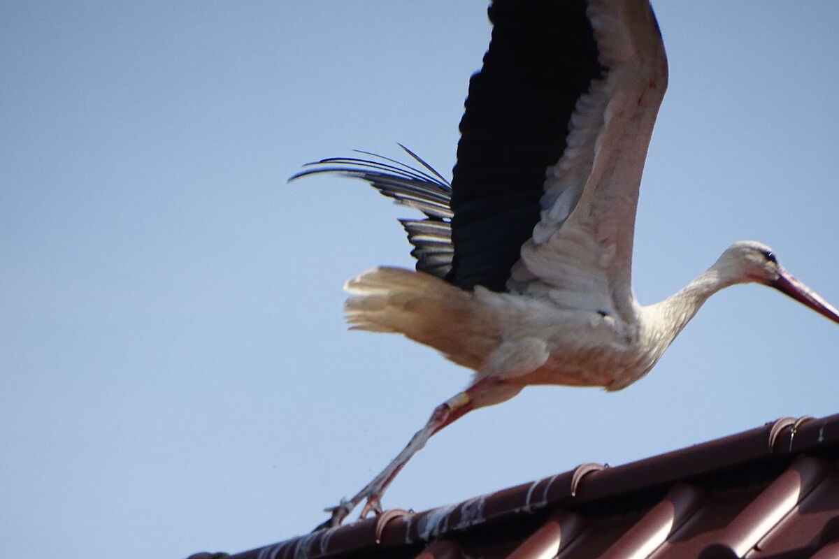 Mika fliegt vom Dach ab