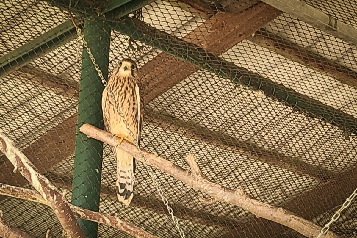 ein junger Turmfalke auf einem Ast in der Falkenflugvoliere