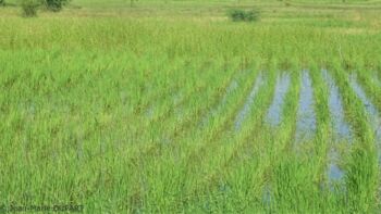 8- rizière dans la région de Fatick - Novembre