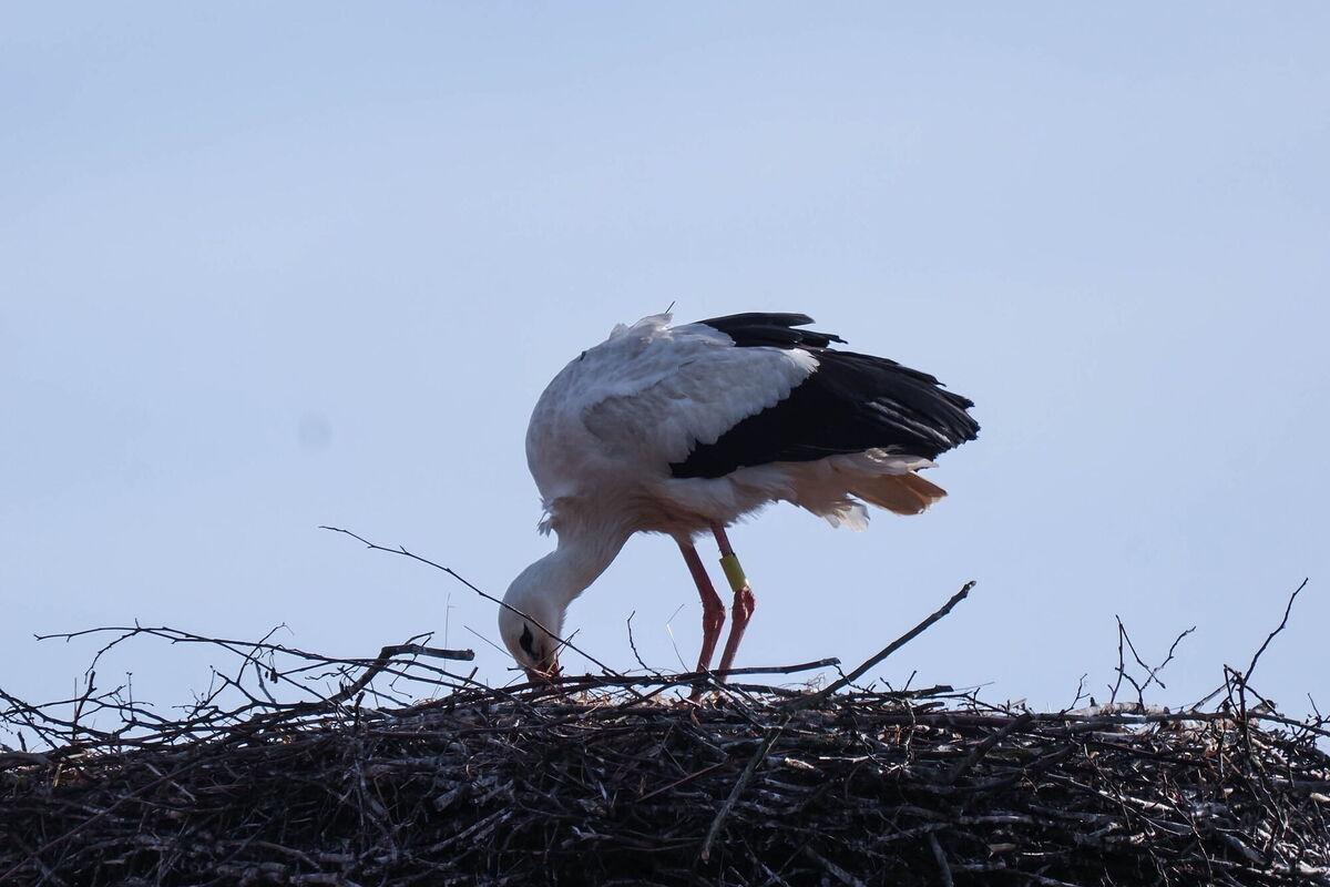 der Storch Basuto, man erkennt die Antenne auf dem Rücken, stochert im Nest, er wendet die Eier