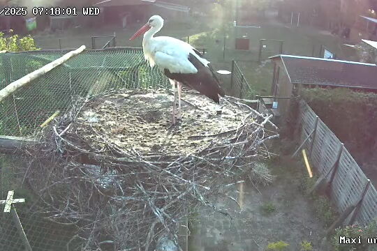 auf dem Horst auf der Voliere steht ein Altstorch, der Ring verrät, es ist Tim