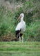 Weißstorch auf einer Wiese vor grünem Gebüsch