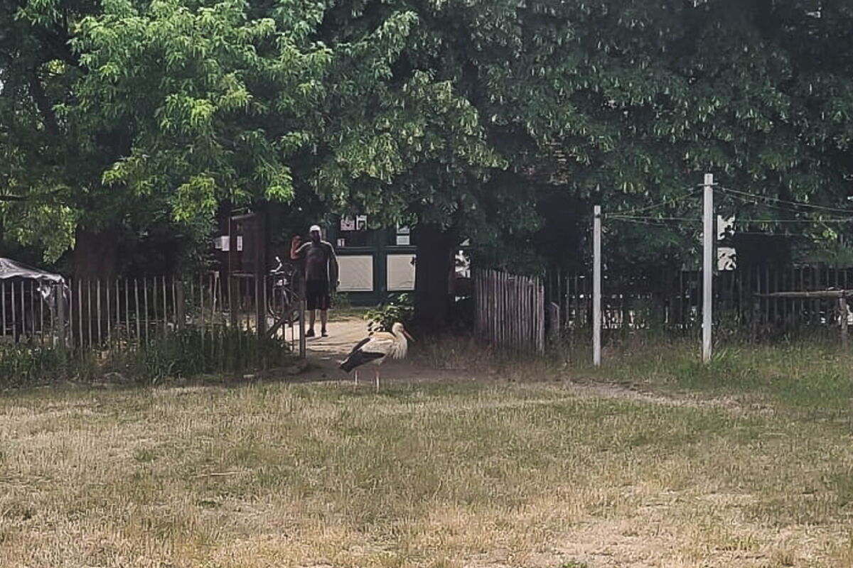ein etwas unscharfes, weil aus der Entfernung aufgenommenes Foto von Tim auf der inzwischen gelben Wiese