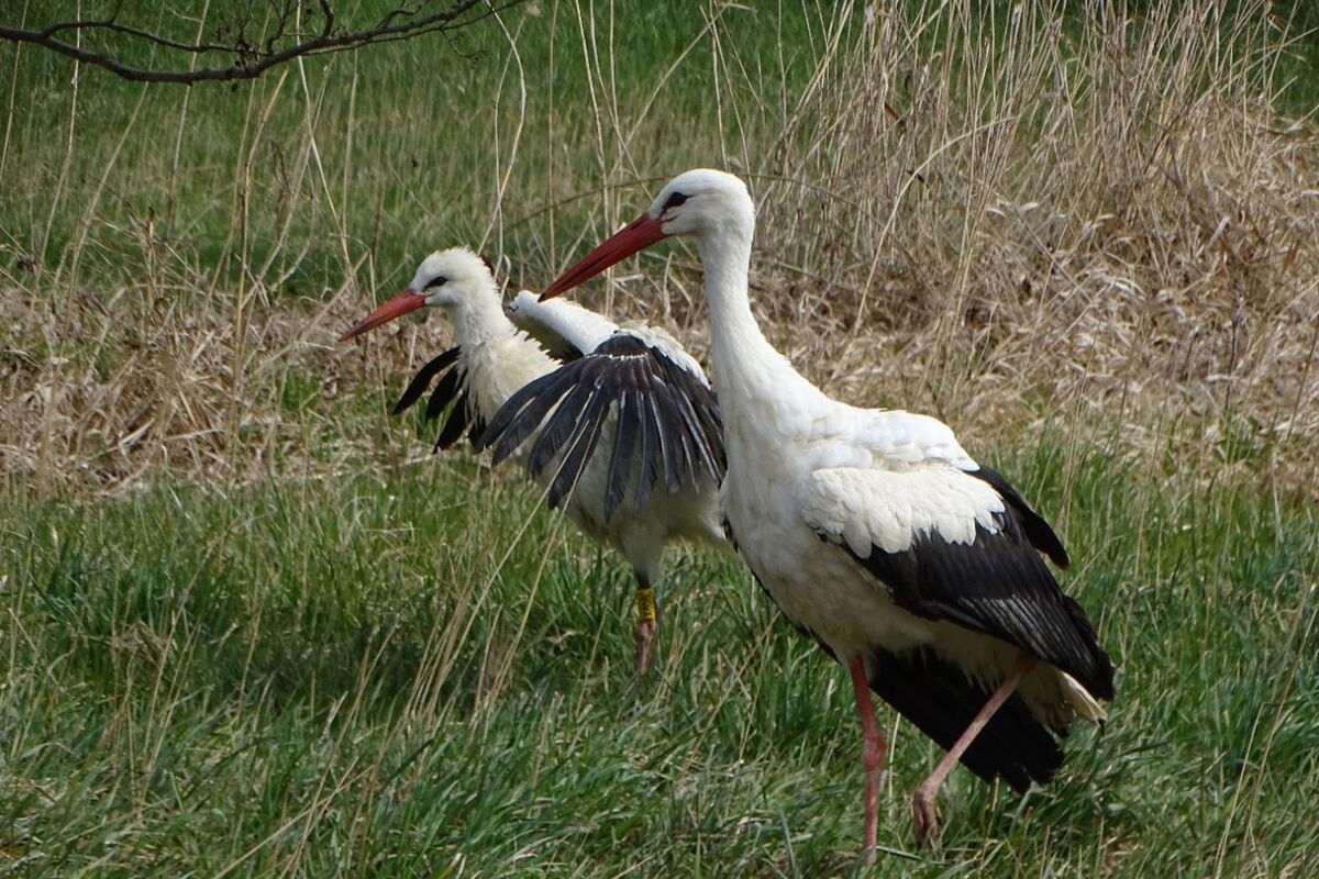 zwei Störche auf der Wiese - Nahaufnahme
