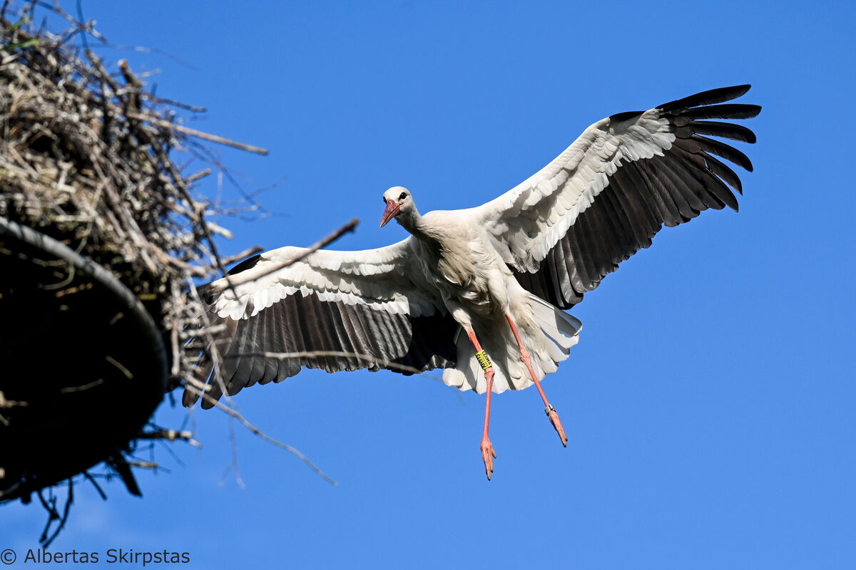 ein Storch fliegt ein Nest an, deutlich ist der gelbe Ring von Claus erkennbar
