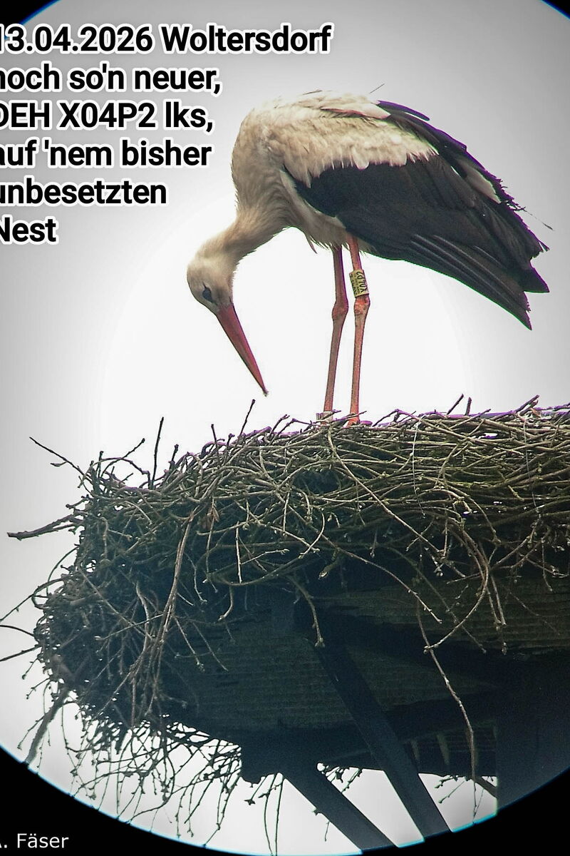 Seppl durch ein Fernglas gesehen, oben links steht ein Text auf dem Foto mit der Ringnummer von Seppl und der Ortsangabe