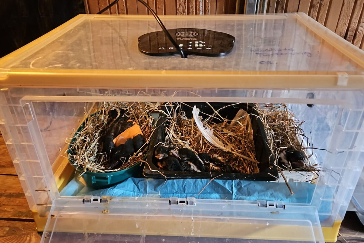 ein etwas unklares Foto eines Kleintierinkubators mit kleinen Vögeln darin