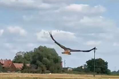 Es ist eine Wiese zu sehen und darüber ein abfliegender Rotmilan