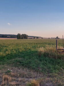 20.07.2022 ohne Mose Wiese mit Baumgruppe , Feld und Waldrand in der Ferne