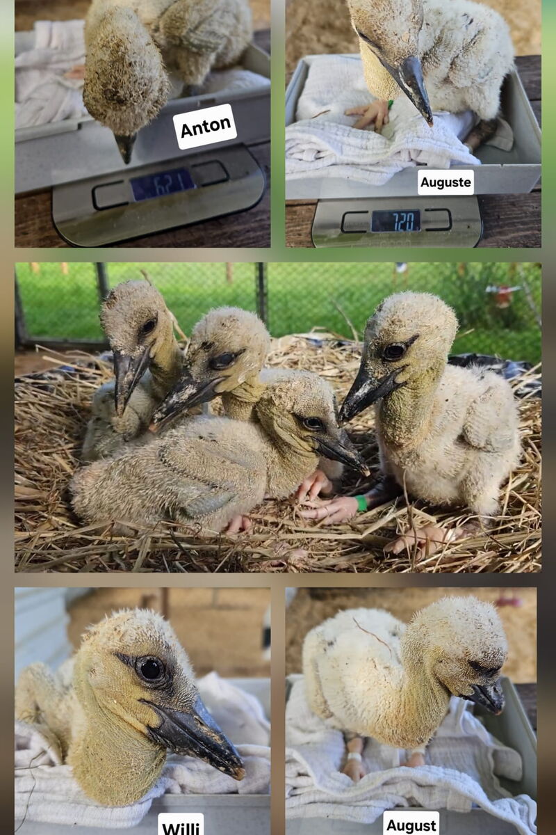 Eine Collage von Fotos der vier Küken, in der Mitte ein Gruppenbild, oben links "Anton", oben rechts "Auguste" unten links das Kleinste - "Willi", unten rechts "August"