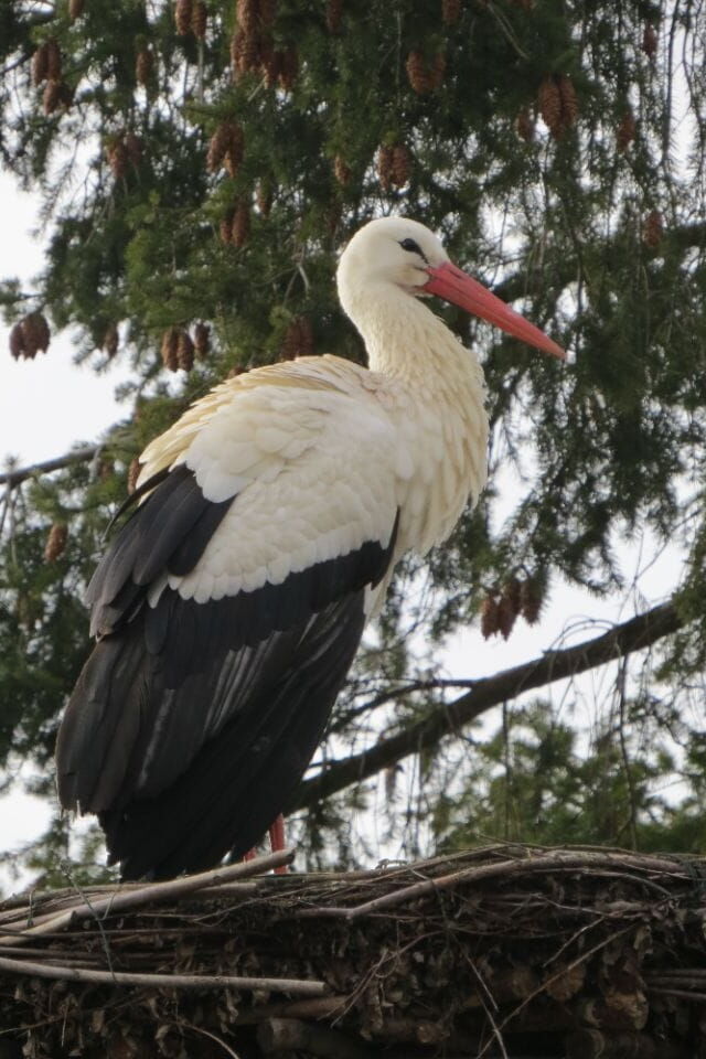 24.02.2026 unberingter Storch auf dem Horst am Eingang