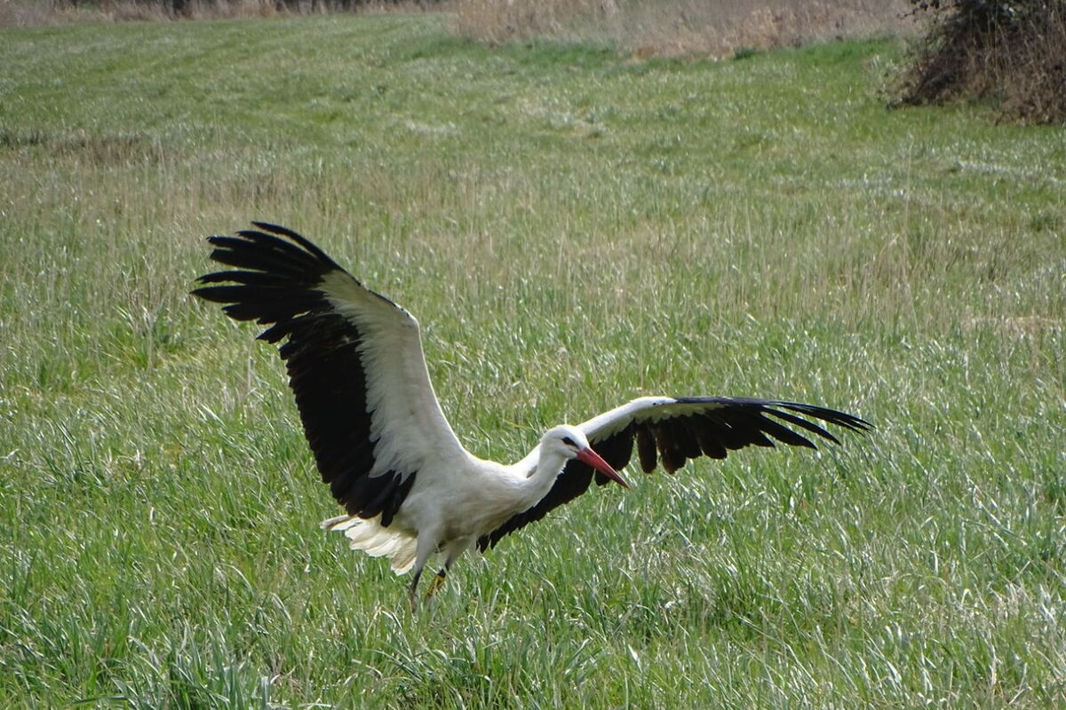 ein Storch auf der Wiese setzt zum Abflug an