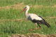 Beringter Weißstorch auf der Wiese