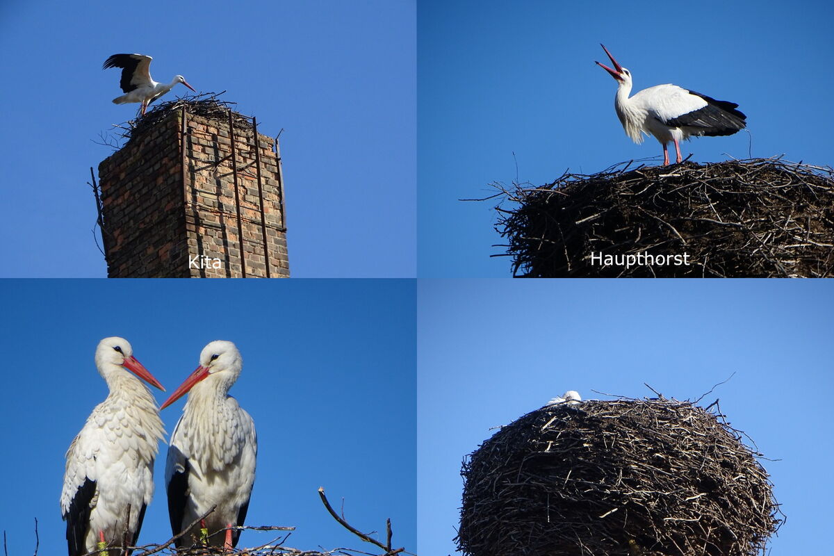 Collage vier Storchennester