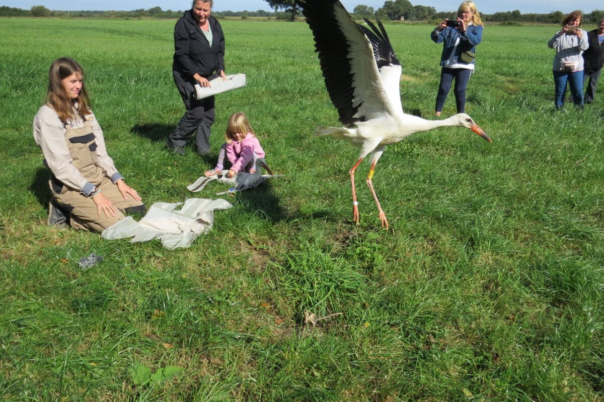 ein junger Storch wurde gerade aus dem Tuch frei gelassen und flattert weg