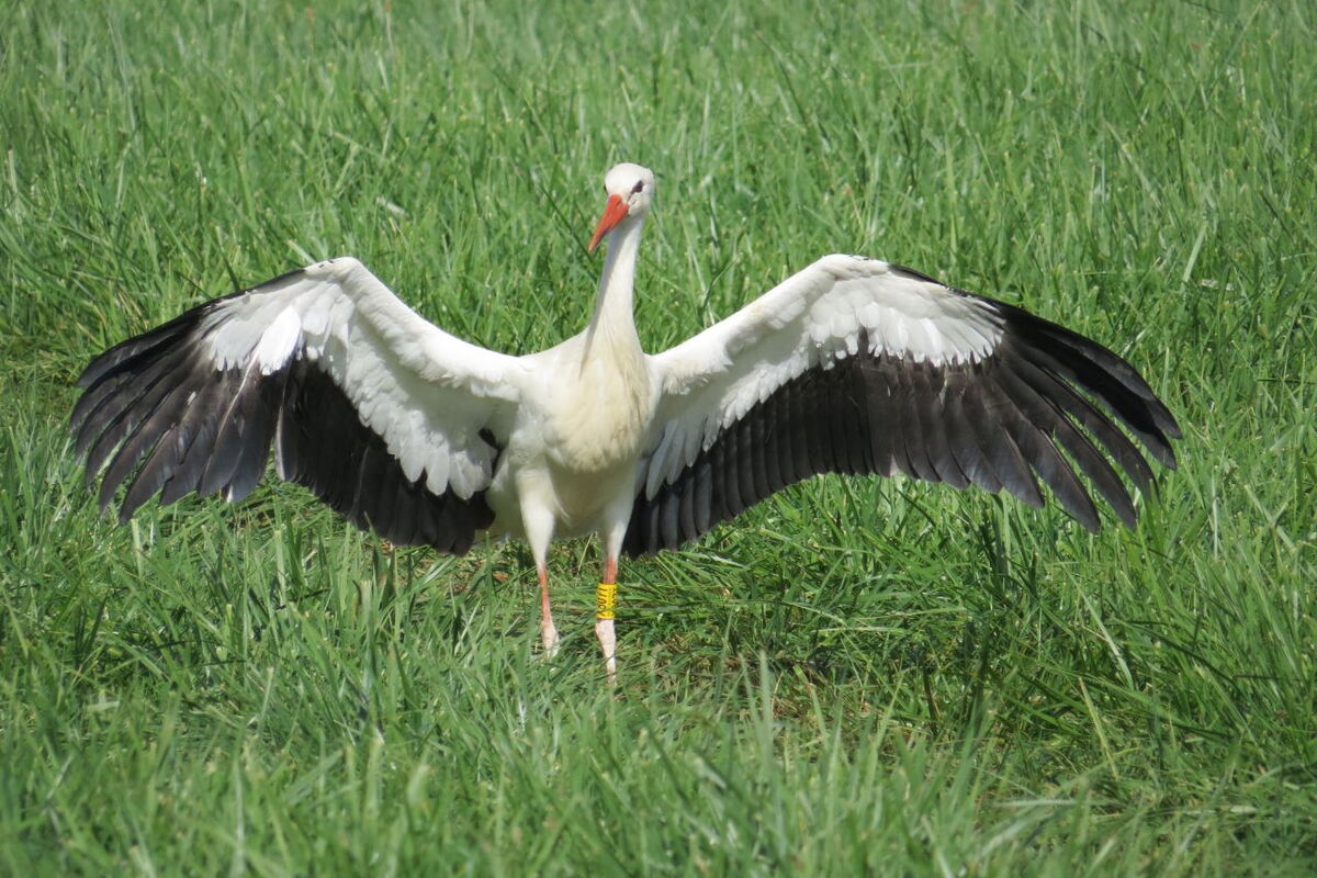 ein junger Storch steht mit weit aufgespannten Flügeln auf der Wiese
