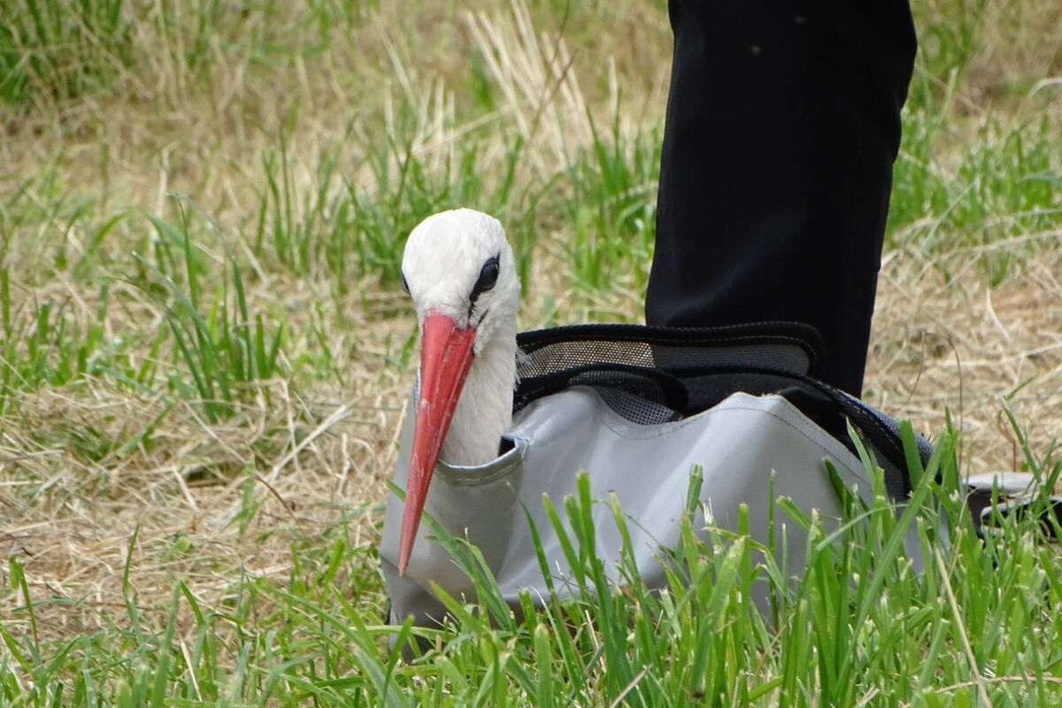 Ein Weißstorch liegt eingewickelt im Gras, es ist Kilian, der neue Senderstorch, der einzige in der Gruppe mit einem roten Schnabel
