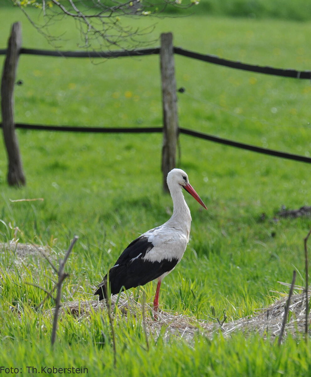 Seppl steht auf einer grünen Wiese und döst, seine Augen sind leicht zusammengekniffen