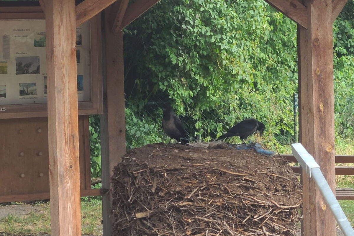 zwei Krähen sitzen auf dem alten Nest und spielen dort mit dem Bindegarn, das aus dem Nest herausschaut