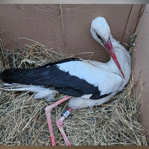 ein Storch mit einem schwarzem Ring liegt in einem Karton