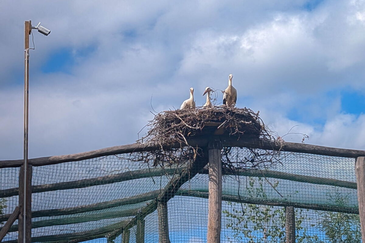 das Foto zeigt den oberen Teil der Freiflugvoliere mit Tims Nestneubau. Darin sitzen drei junge Störche in unterschiedlichen Haltungen