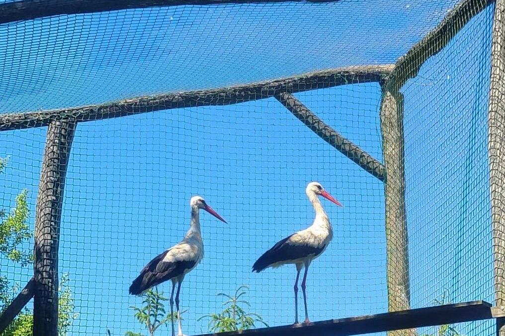 Zwei erwachsene Störche auf einem Balken in der Freiflugvoliere vor dem blauen Himmel