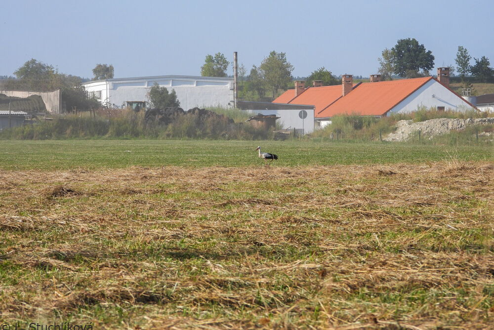 Im Hintergrund Häuser und wirtschaftliche Hallen, davor eine gemähte Wiese und der Storch darauf.