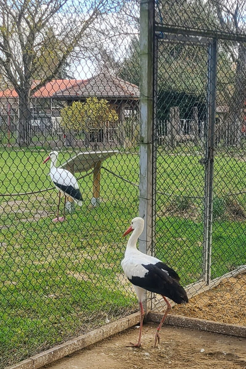 ein Storch steht am Volierengitter und schaut hinaus