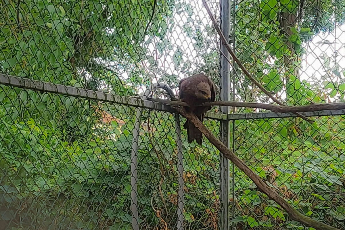 Auf einem Ast in der Voliere sitzt etwas zusammengekauert ein Schwarzmilan, der nach unten schaut