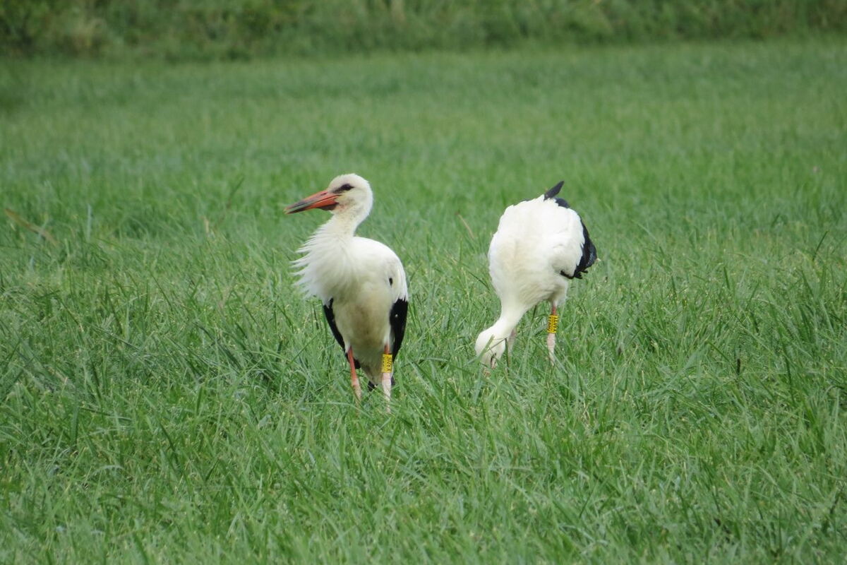 Zwei Störche auf der Wiese, einer hat gerade den Kopf im Gras und vielleicht was zum Futtern gefunden