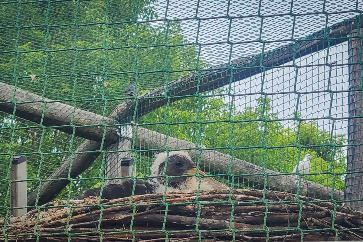 das Foto wurde durch das Volierengitter gemacht, im Schwarzstorchnest ist nur der vordere Jungvogel, der liegt, erkennbar. er hat nur noch wenig weißen Flaum auf dem Kopf