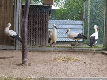 Die Freiheit naht. Bald darf das Gehege des Storchenhofes Loburgs verlassen werden.  Foto: Evelyn Boht