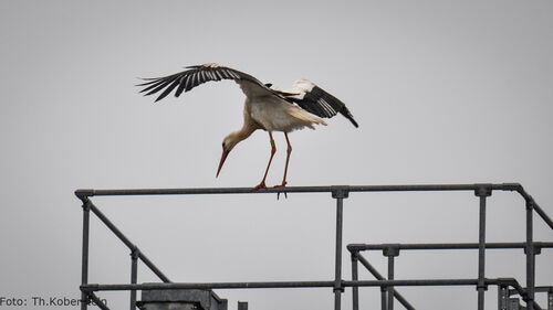 Seppl am 18.04.2025 bei Wöpel