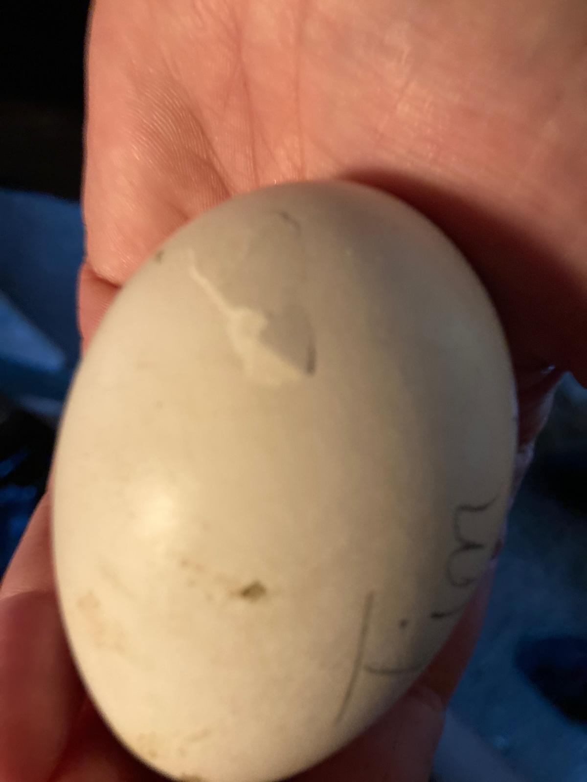 ein Storchenei liegt in einer Hand, darauf steht mit Bleistift "Tim" - das Ei hat eine Beule durch nach außen gedrückter, zerbrechender Schale